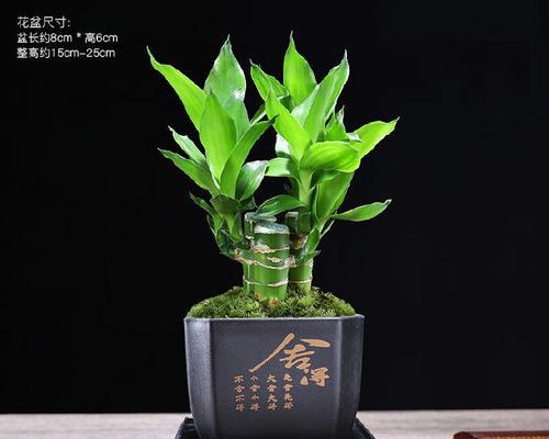 花卉绿植盆栽的常见问题有哪些？