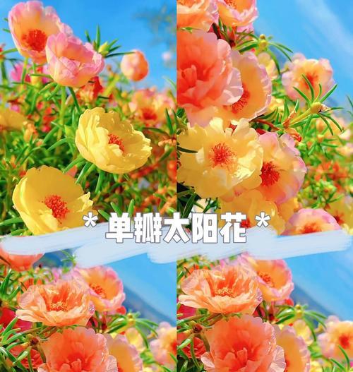 花卉的花期是如何确定的？