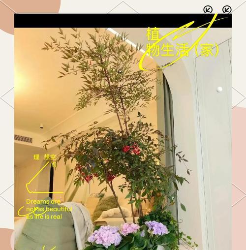 南天竹的正确种植方法是什么？