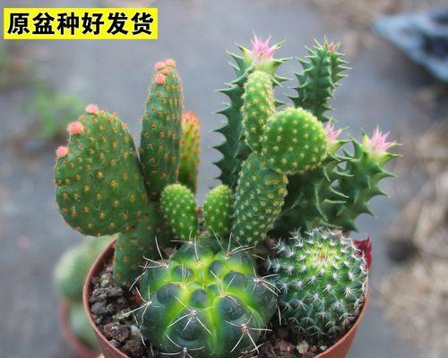 花卉盆栽绿植的常见问题有哪些？