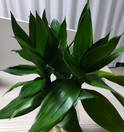 花卉盆栽绿植的常见问题有哪些？