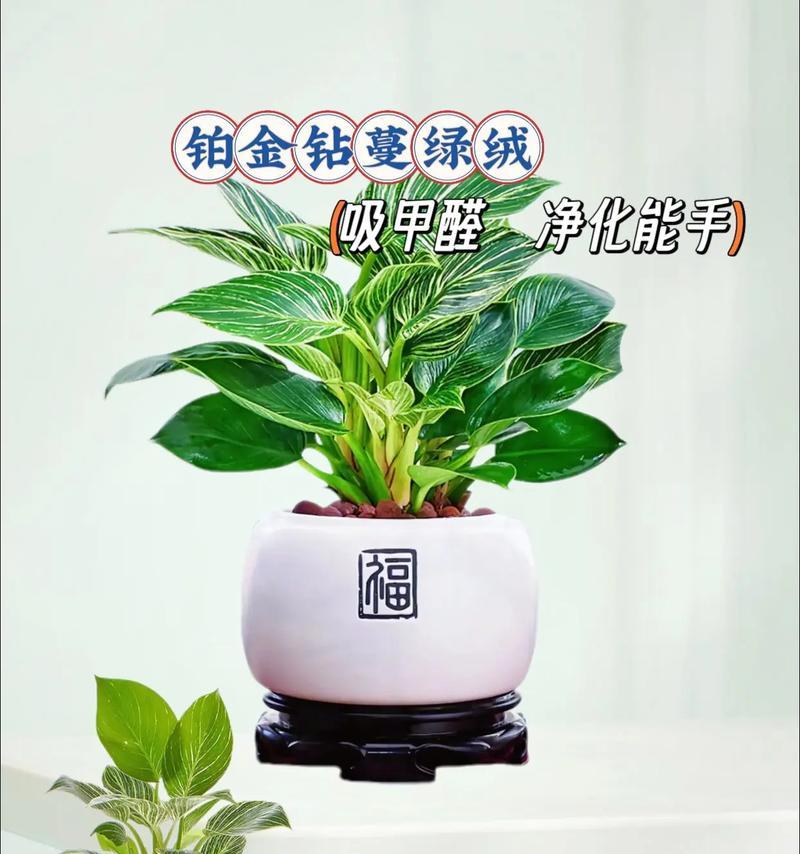 花卉盆栽绿植的常见问题有哪些？