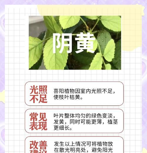 叶子发黄怎么办？如何诊断和解决植物叶黄问题？
