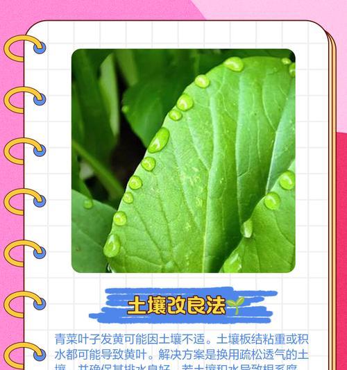 叶子发黄怎么办？如何诊断和解决植物叶黄问题？