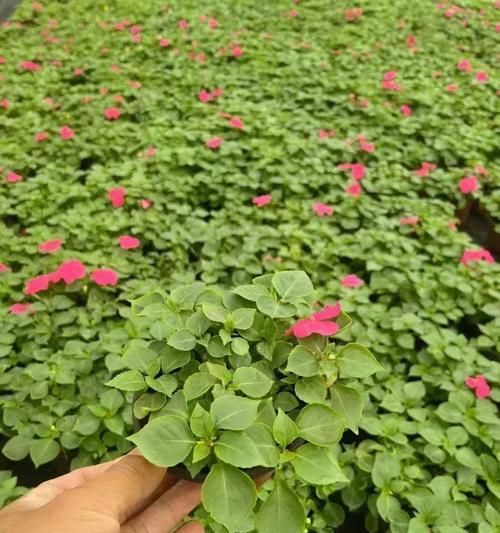 种植凤仙花应该选择哪个季节？最佳时期是什么时候？