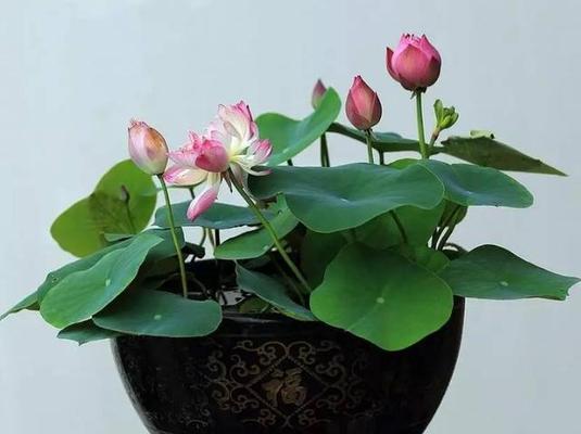 观音莲断叶干根能种活吗？种植养护技巧有哪些？
