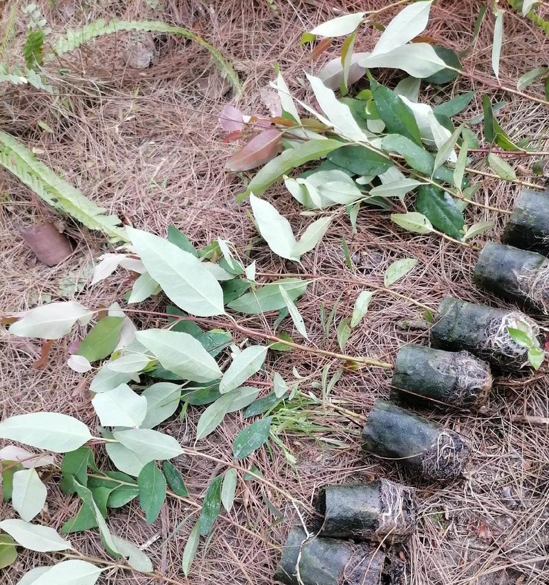 观音莲断叶干根能种活吗？种植养护技巧有哪些？