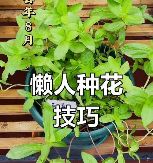 百日草的种子怎么播种？种植和养护的正确方法是什么？
