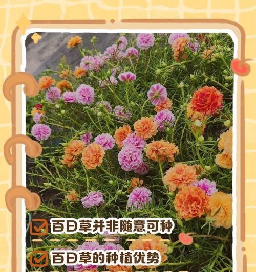 百日草的种子怎么播种？种植和养护的正确方法是什么？