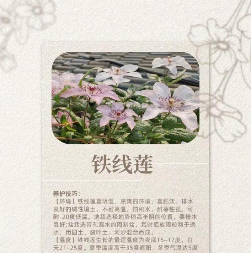 铁线莲养护秘籍：如何让铁线莲茁壮成长？