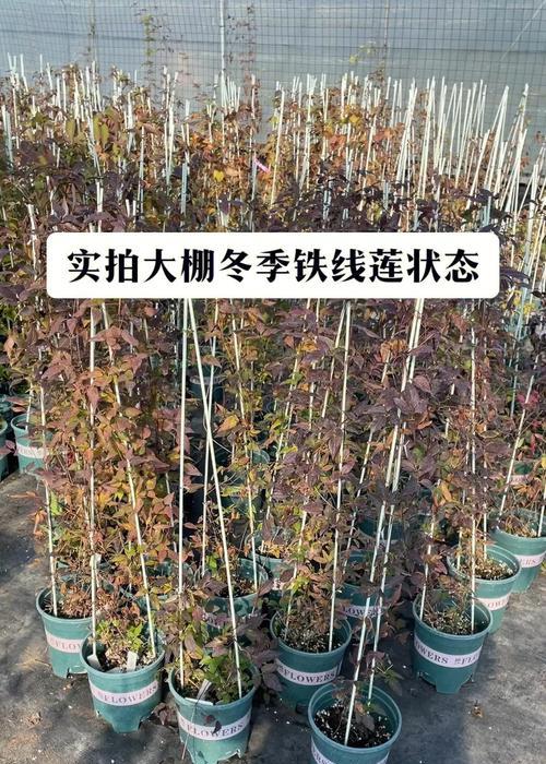 铁线莲养护秘籍：如何让铁线莲茁壮成长？