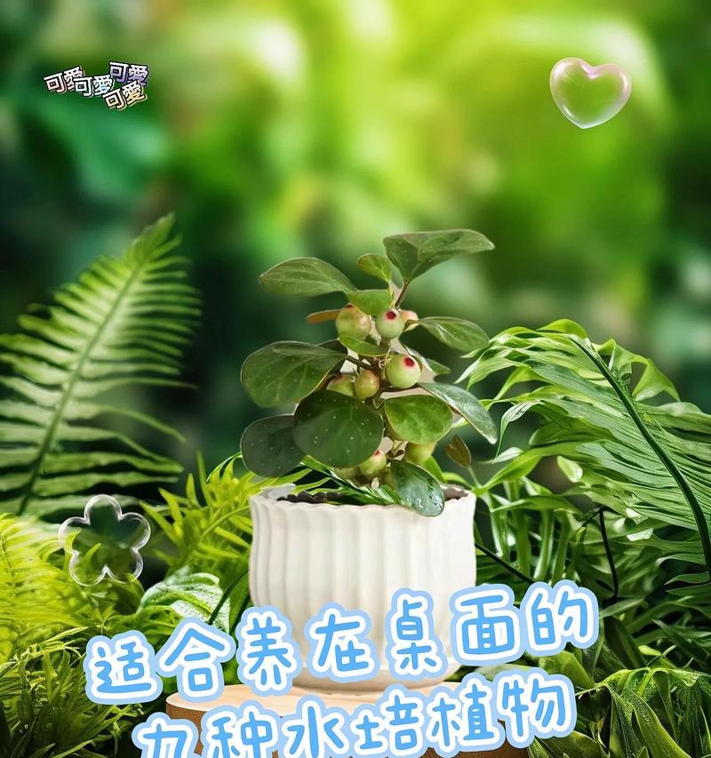 最受欢迎的十大室内绿植，榜首是绿色净化器，空气卫士排第六，真的吗？