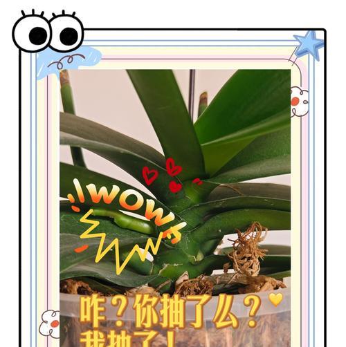 蝴蝶兰养护指南：如何让蝴蝶兰绽放美丽？