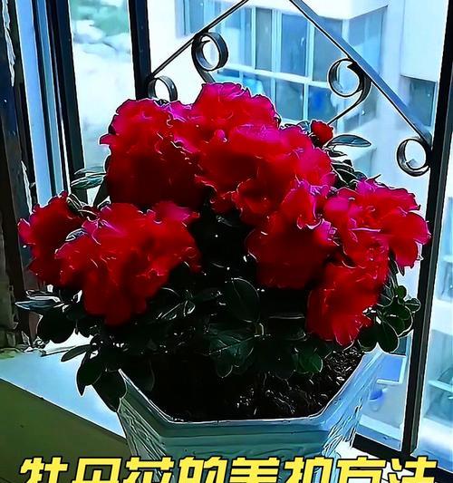 牡丹花怎么养殖？方法和注意事项有哪些？