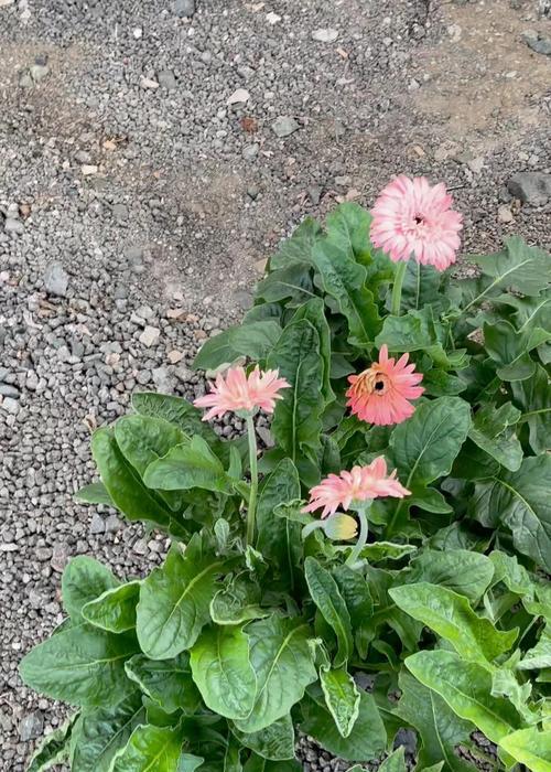 家庭花卉养殖指南：如何养护美丽的非洲菊和其他花卉？