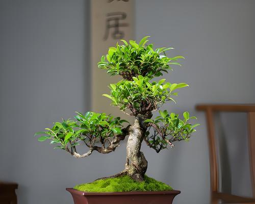 树榕树盆景怎么养护？打造完美盆景的秘诀是什么？