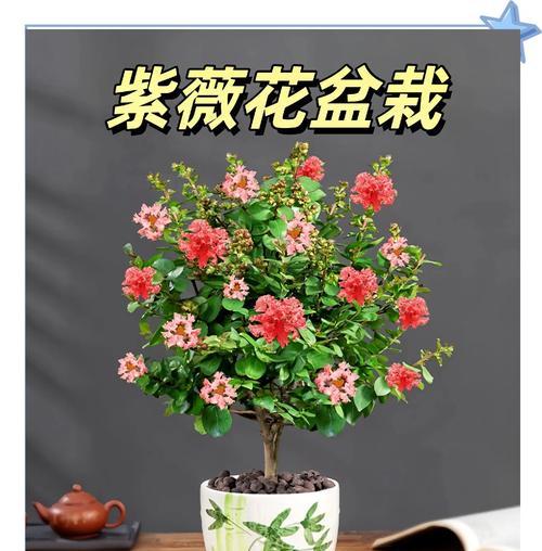 紫薇花的养殖方法和注意事项，如何让紫薇花开得更灿烂？