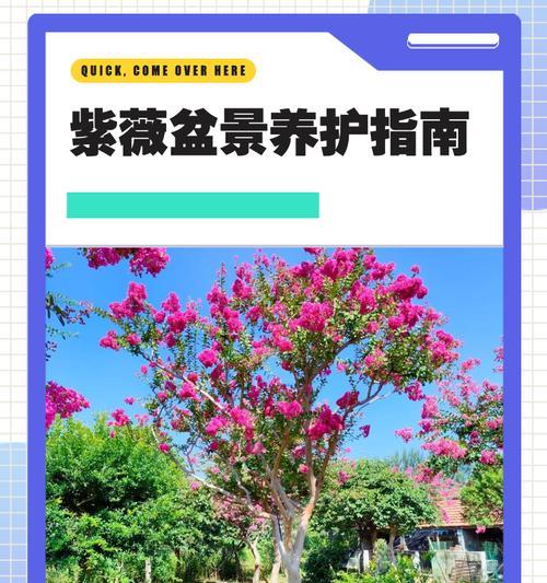 紫薇花的养殖方法和注意事项，如何让紫薇花开得更灿烂？