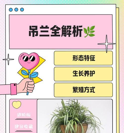 吊兰养护全攻略：光照管理要点是什么？