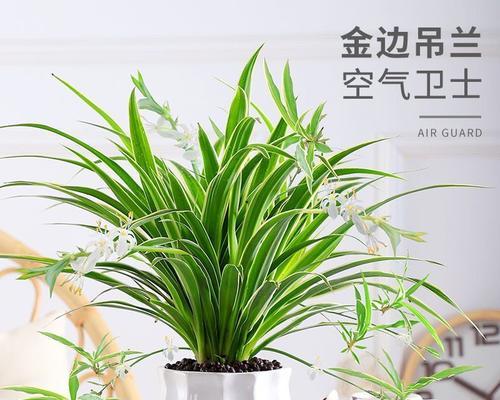 吊兰养护全攻略：光照管理要点是什么？