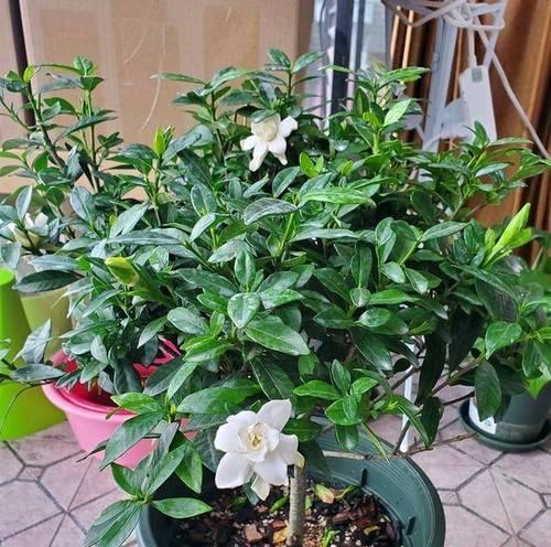 桅子花怎样养才能顺利开花？