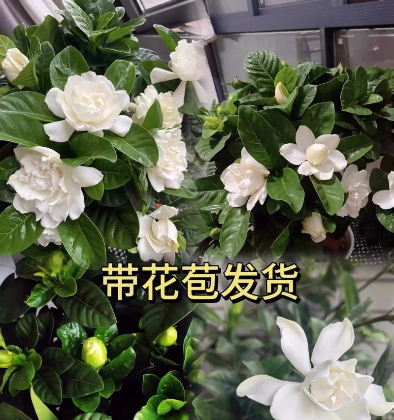 桅子花怎样养才能顺利开花？
