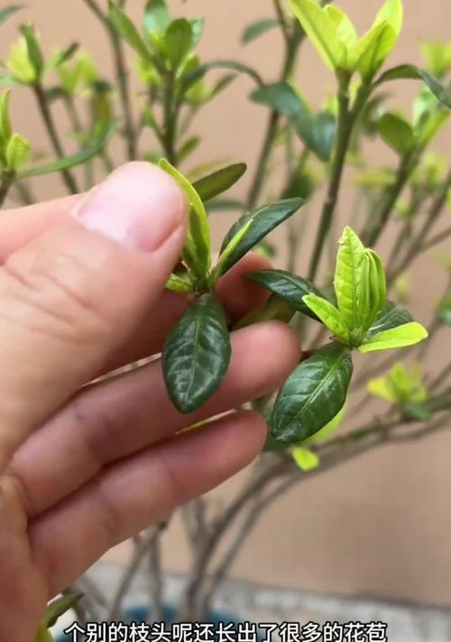 桅子花怎样养才能顺利开花？