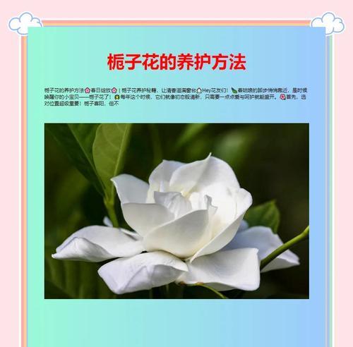 枙子花养护和管理的常见问题有哪些？