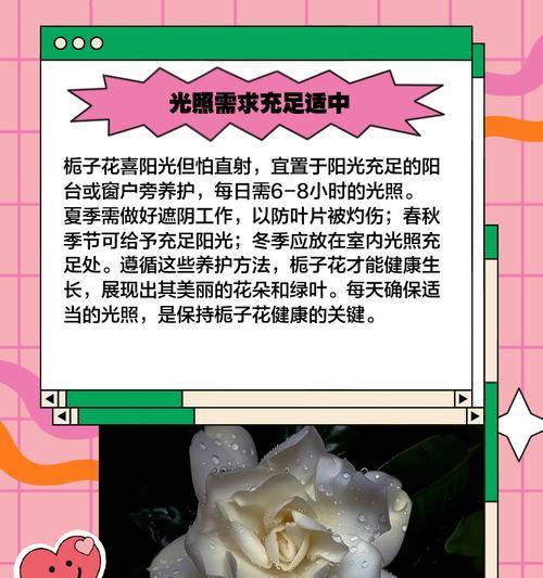 枙子花养护和管理的常见问题有哪些？