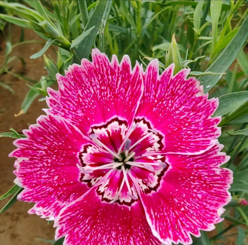 植物科普：五彩石竹花卉有哪些特点？