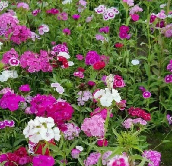 植物科普：五彩石竹花卉有哪些特点？
