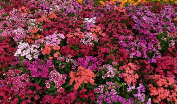 五彩石竹花卉的养护要点是什么？