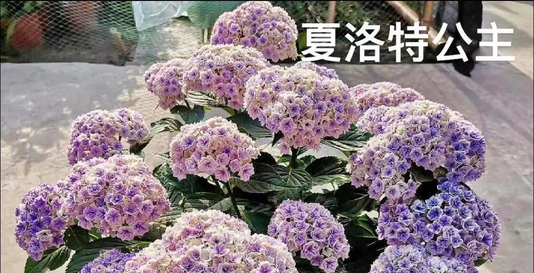 绣球花品种盘点：这些品种你认识吗？