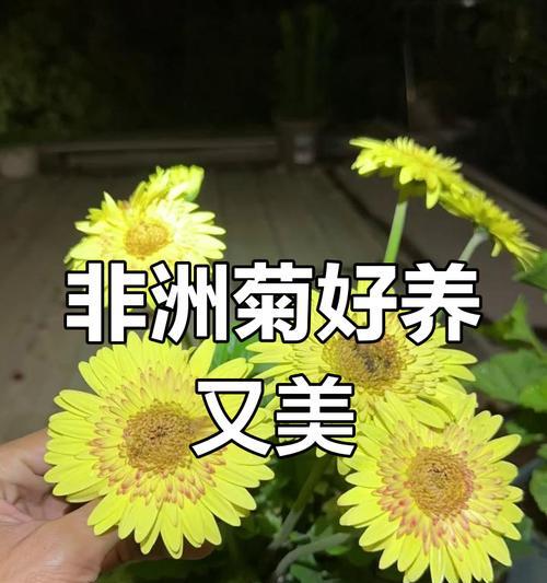 非洲菊养护秘籍：如何让非洲菊更健康？