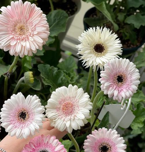 非洲菊养护秘籍：如何让非洲菊更健康？