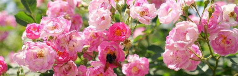 蔷薇花花期全解析：花期有多长？