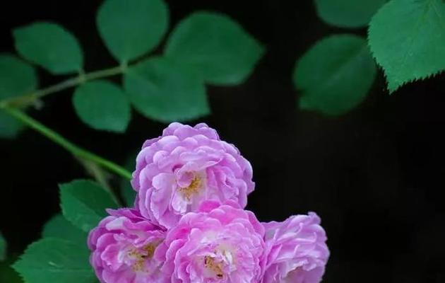 蔷薇花花期全解析：花期有多长？