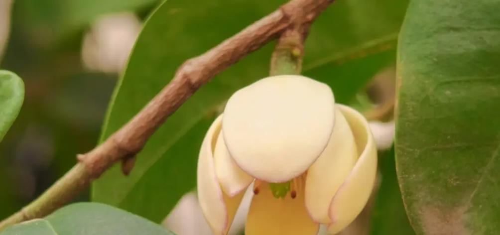 含笑花以“花开似含”：如何养护？