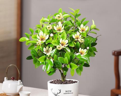 含笑花以“花开似含”：如何养护？