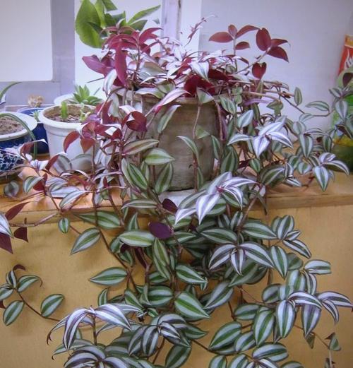 竹梅是什么植物：它的特性有哪些？
