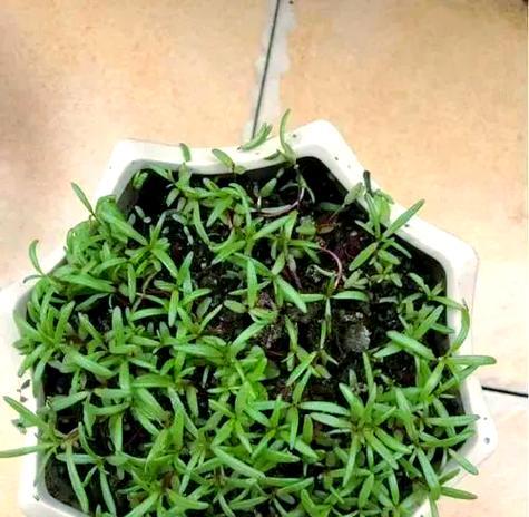 如何在家中成功种植太阳花：全面指南是什么？