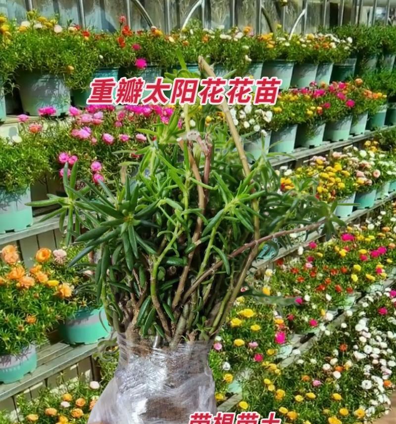 如何在家中成功种植太阳花：全面指南是什么？