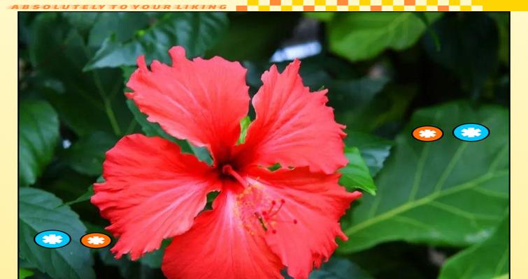 开花不断的5种花卉：花期超长且漂亮又好养的是哪些？