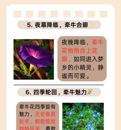 牵牛花花期：它的花期有多长？