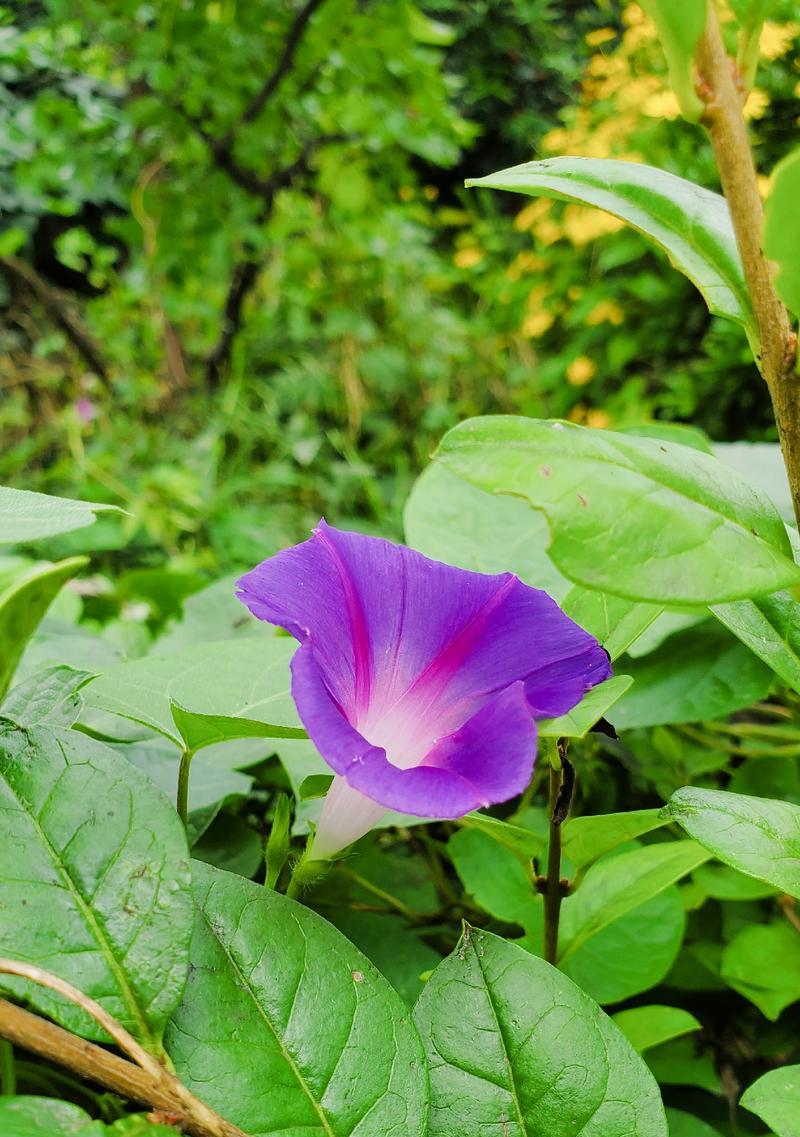 牵牛花花期：它的花期有多长？