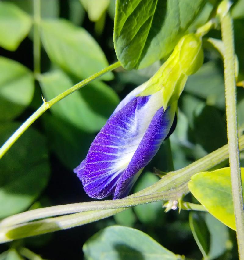 牵牛花花期：它的花期有多长？