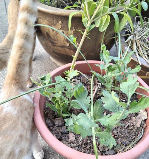 小雏菊是室内还是室外植物？
