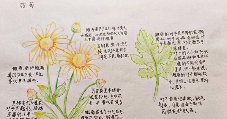 小雏菊是室内还是室外植物？