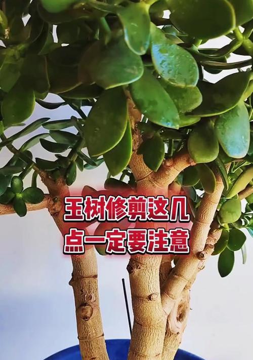 5月初如何给玉树修剪以促进新叶和开花？