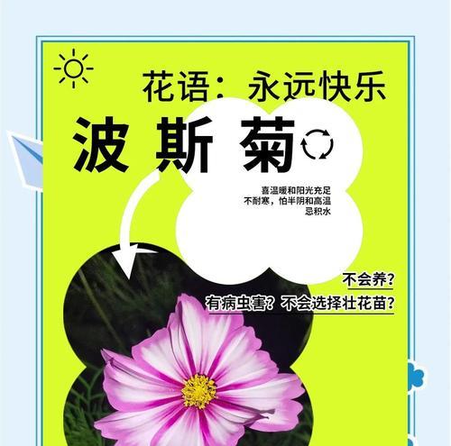 波斯菊何时播种最佳？播种时间指南有哪些要点？